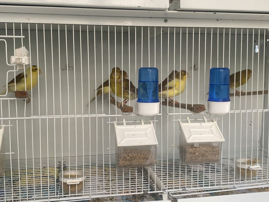 Canarios timbrados espanhol