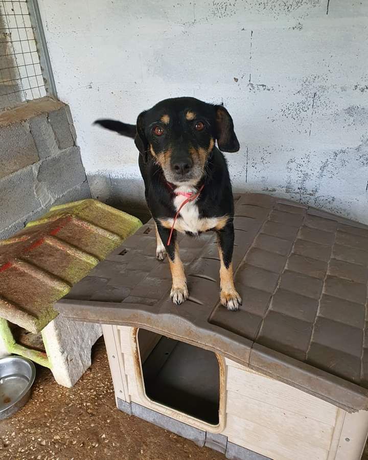 Copacabana- cachorra de porte pequeno/médio para adoção