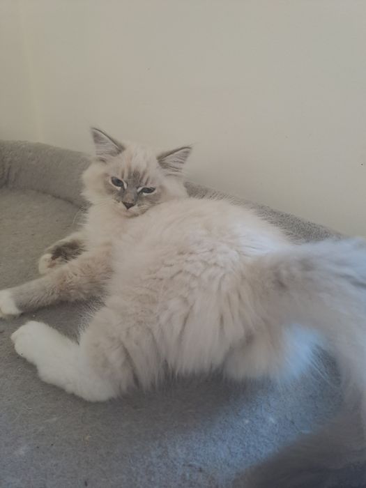 Uroczy kocurek Neva Masquerade