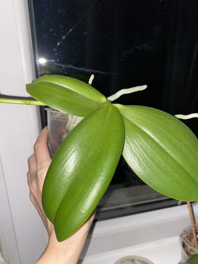Орхідея белладоро