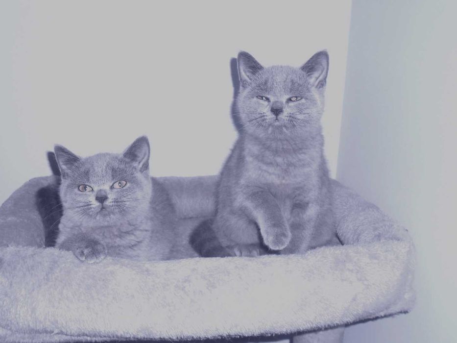 Kot Koty Brytyjskie Gdańsk