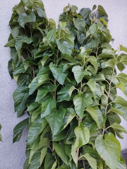 Шовковиця Шеллі, Біле Перо,Сакура Роял Бургунді