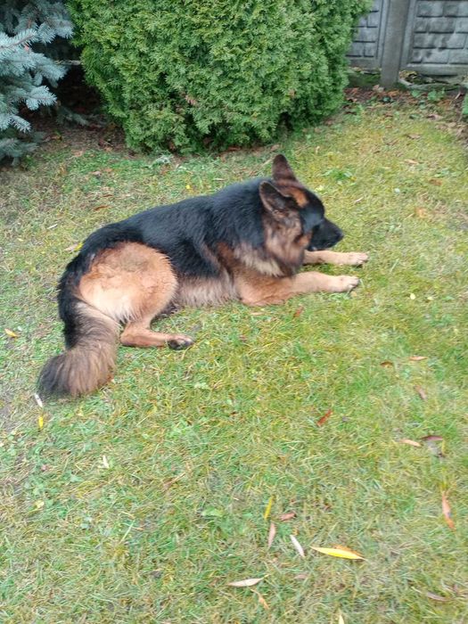 Reproduktor Owczarek Niemiecki