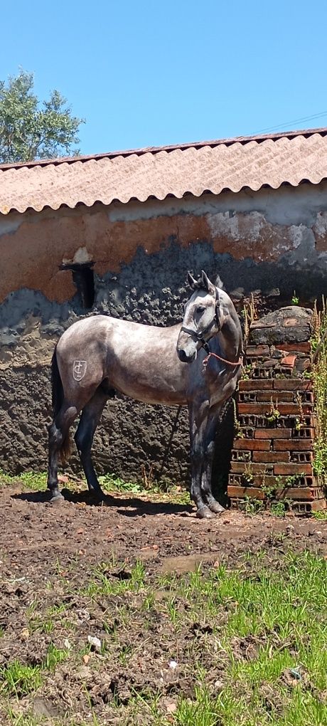 Poldro lusitano livro azul 26 meses grande 1,60cm ainda cresce mais