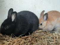 Casal Coelhos Anao Mini toy holandes/netherland dwarf