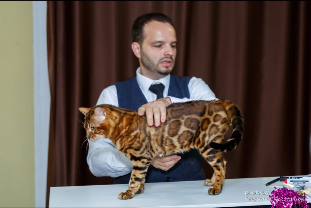 Бенгал, бенгальське кошеня