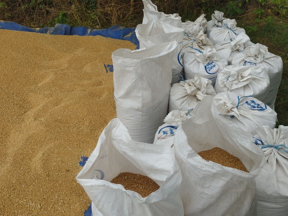 Пшениця озима. 2025р., 3 т.