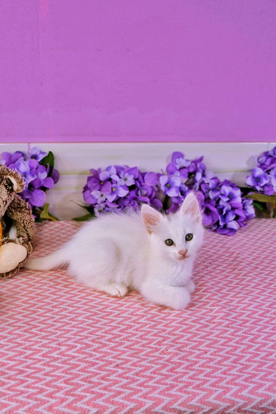 Білі кошенята БЕЗКОШТОВНО ( котёнок, котик, кошка, киця)