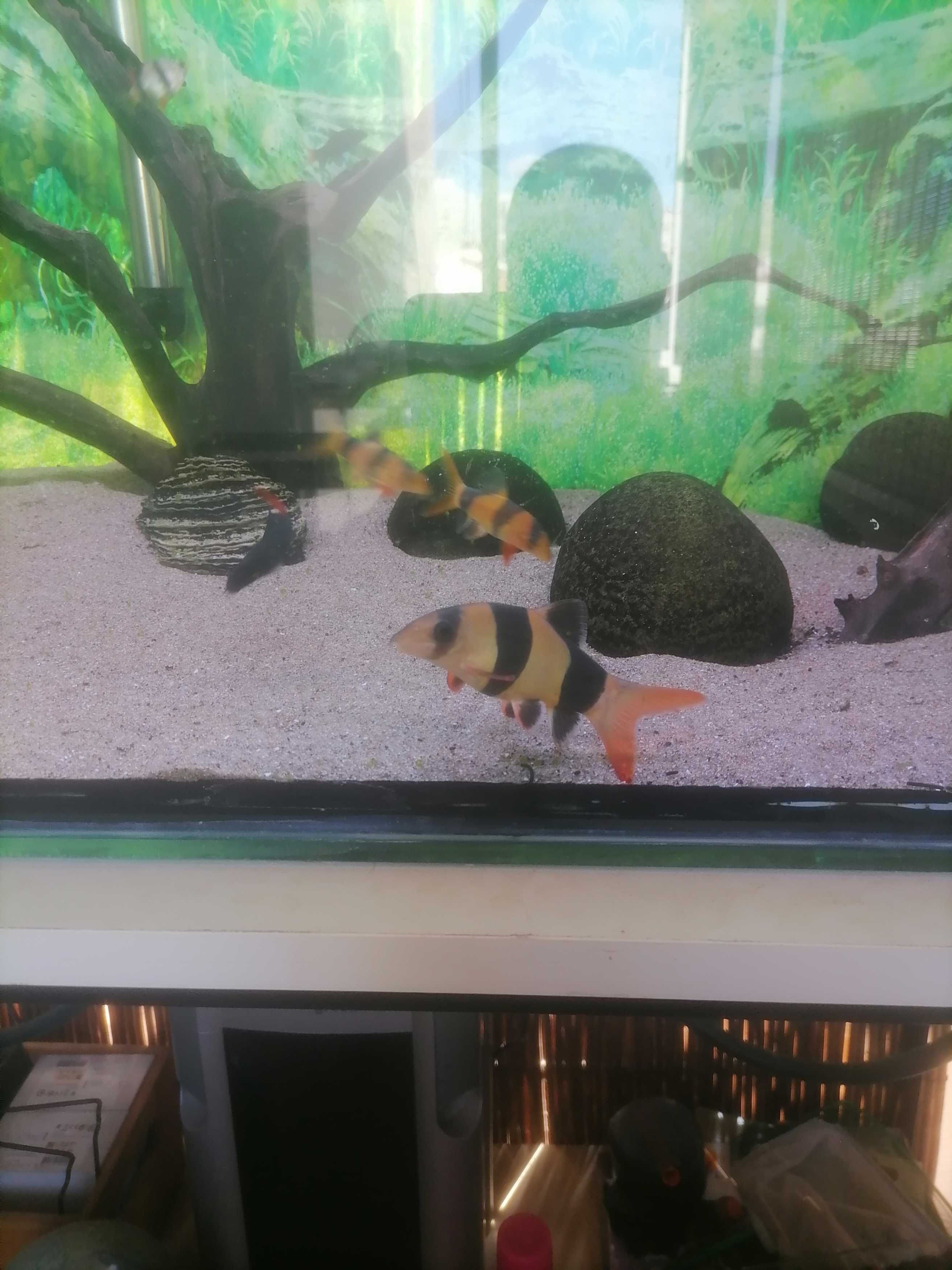 Peixe Botia palhaço 16cm/17cm