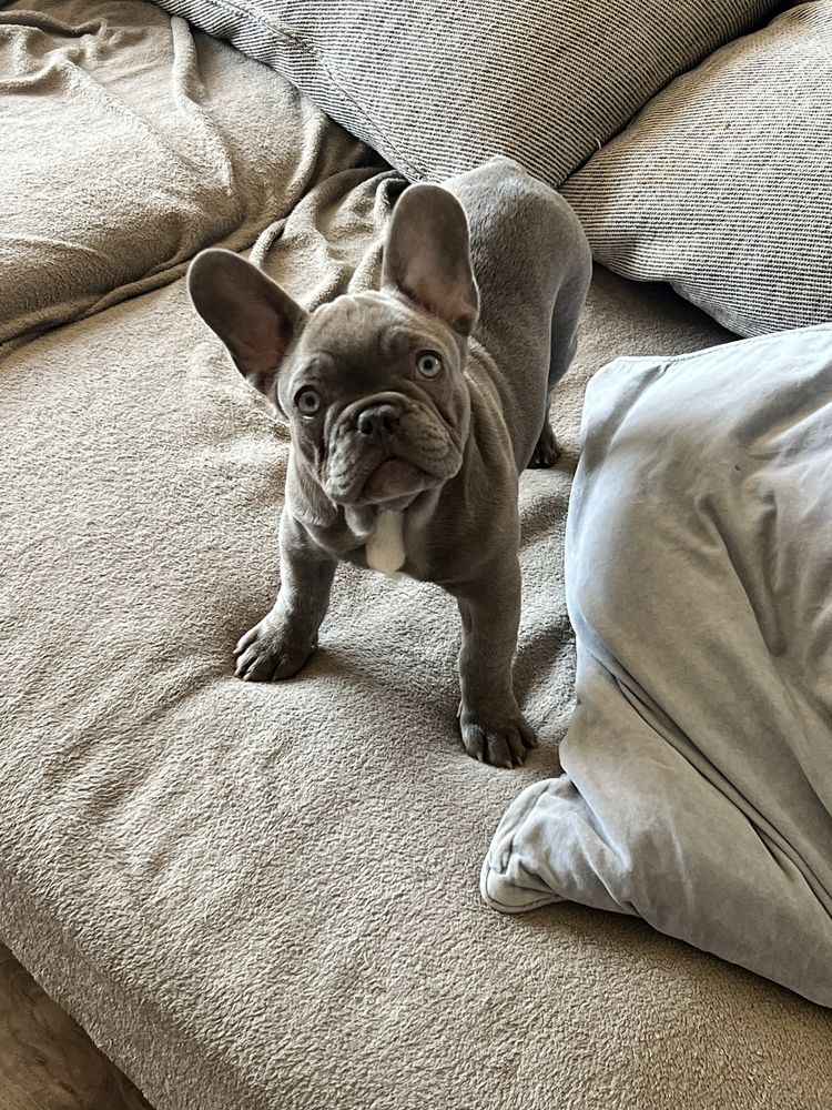 Buldog francuski lilac liliowy lilak nie blue niebieski