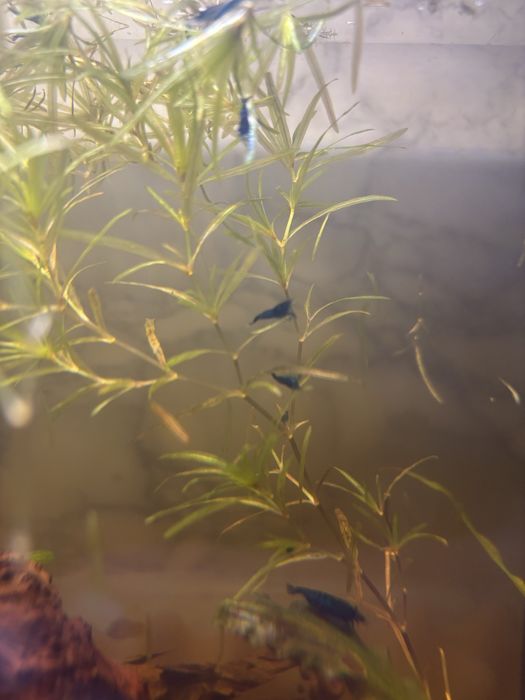 Krewetki neokaridina “Blue dream”