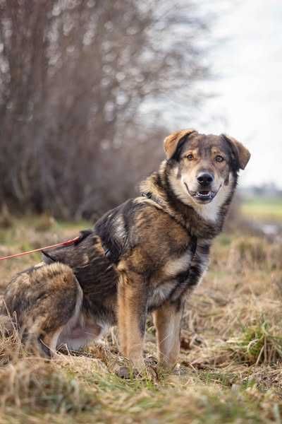 Młody i bardzo łagodny Drago szuka domku