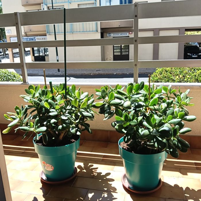 Campo Grande - Vendo Plantas Jade