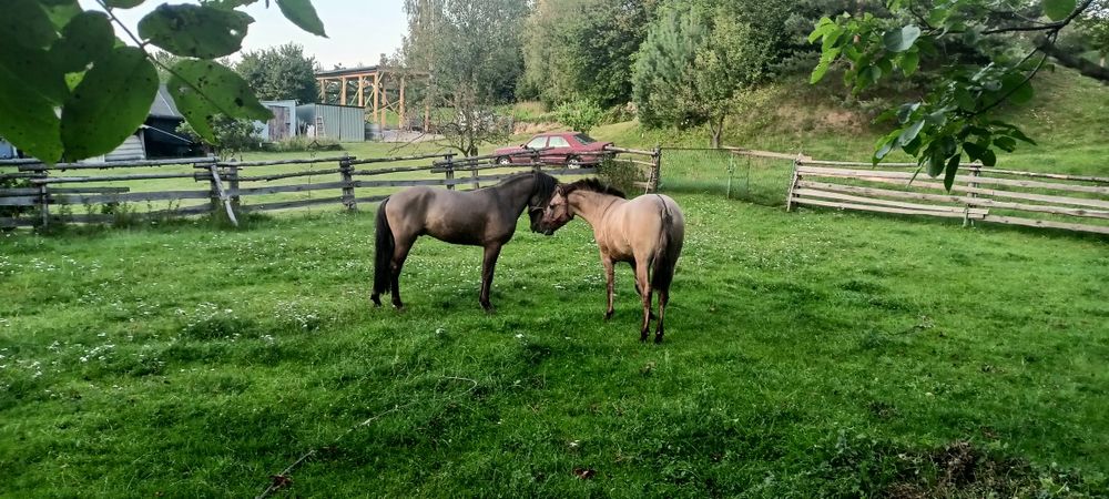 Sprzedam klacz konik polski