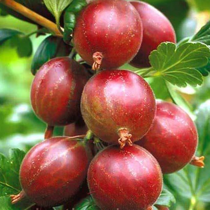 Саджанці агрусу ОПТ–Роздріб / Саженцы крыжовника ОПТ–Розница