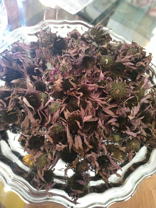 Ехінацея порпурова, чорнобривці, бузина, календула,, шипшина