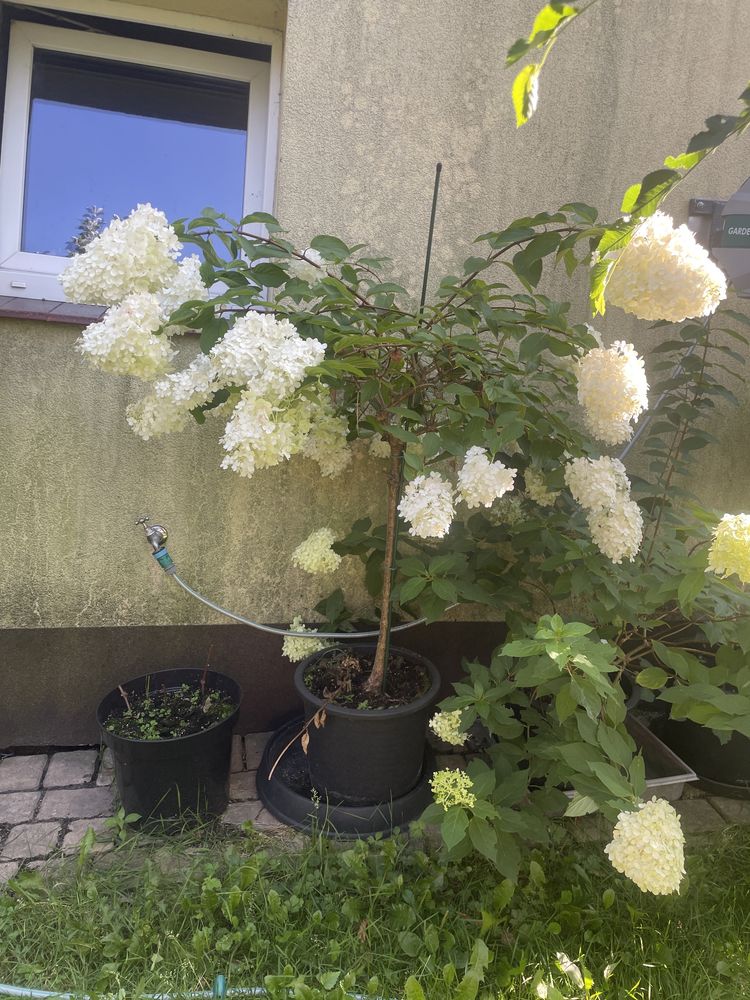 Hortensja dwa rodzaje