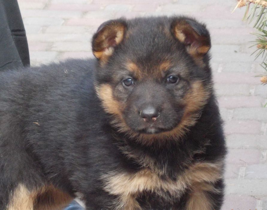 Вівчарки з розплідника, цуценята