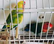Casais certinhos prontos a criar