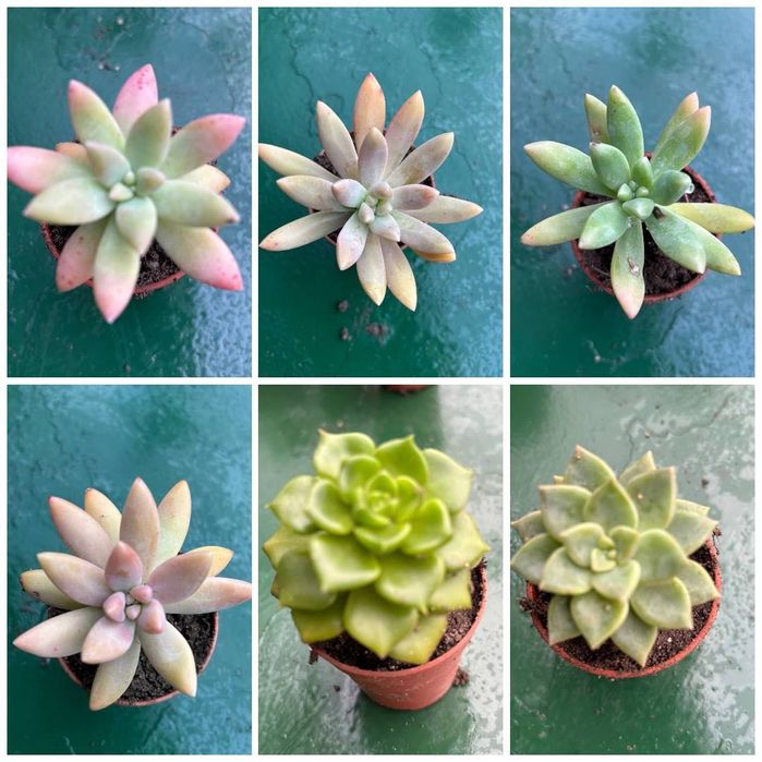 Suculentas com raizes 0,25€