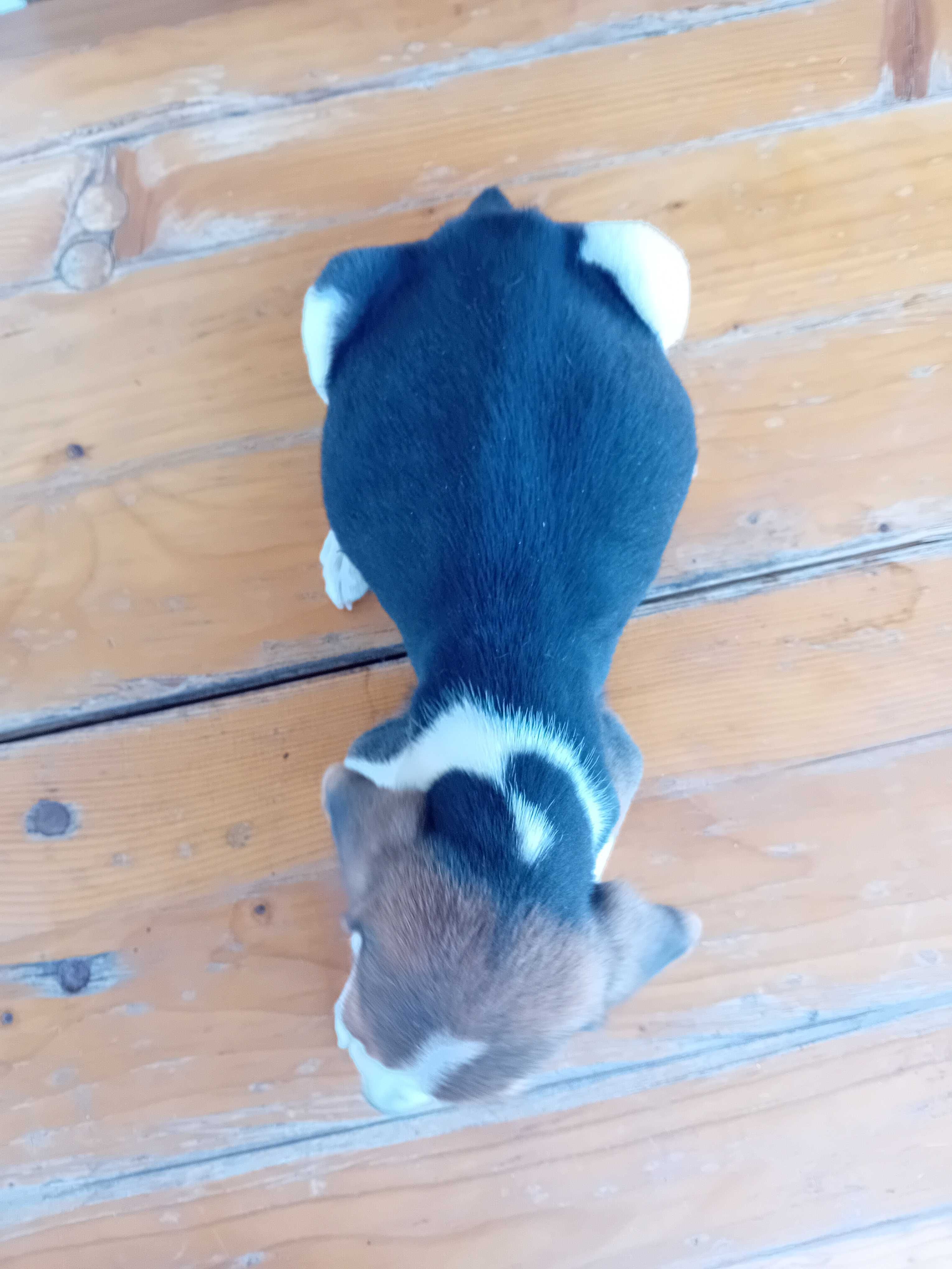Uma Beagle fêmea