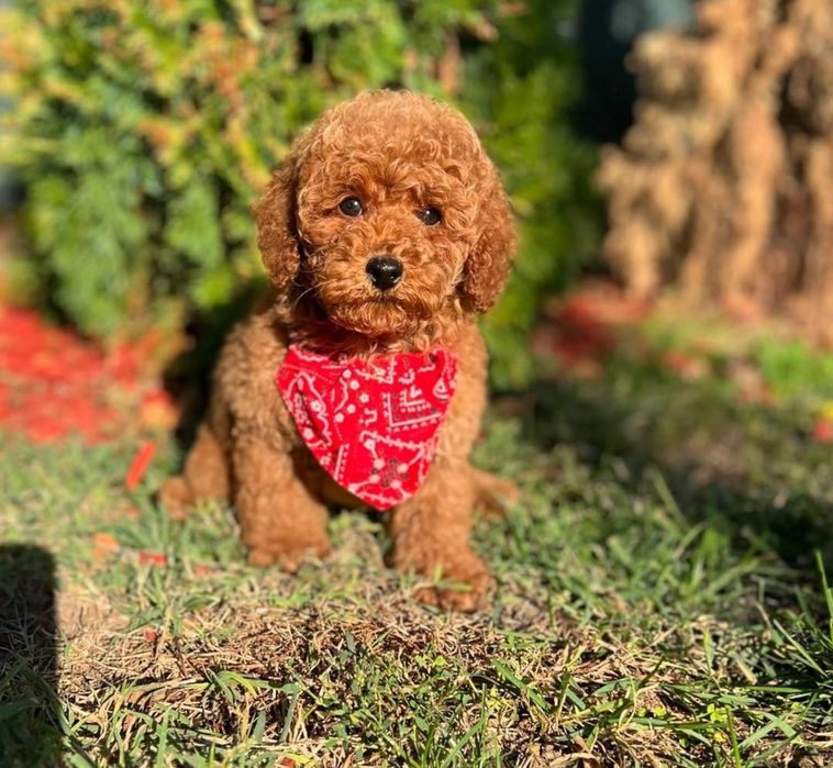 Малишка той пудель !