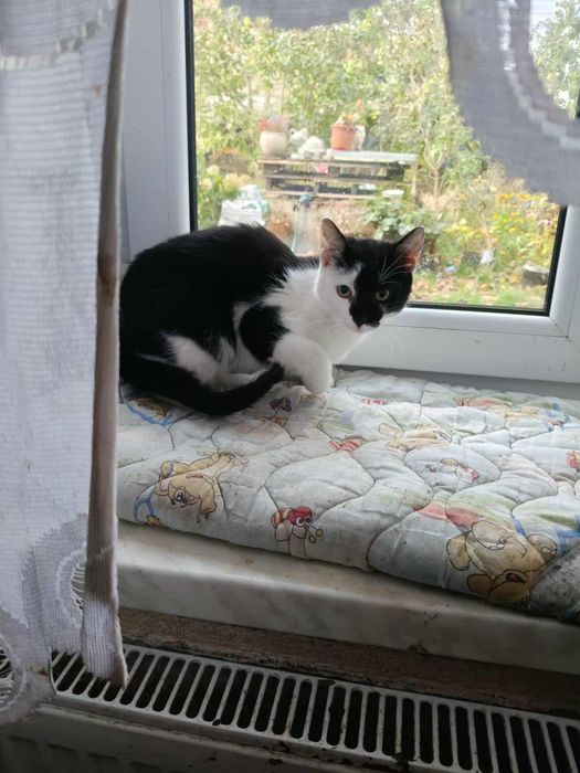 Oddam koty zdrowe 4 miesięczne