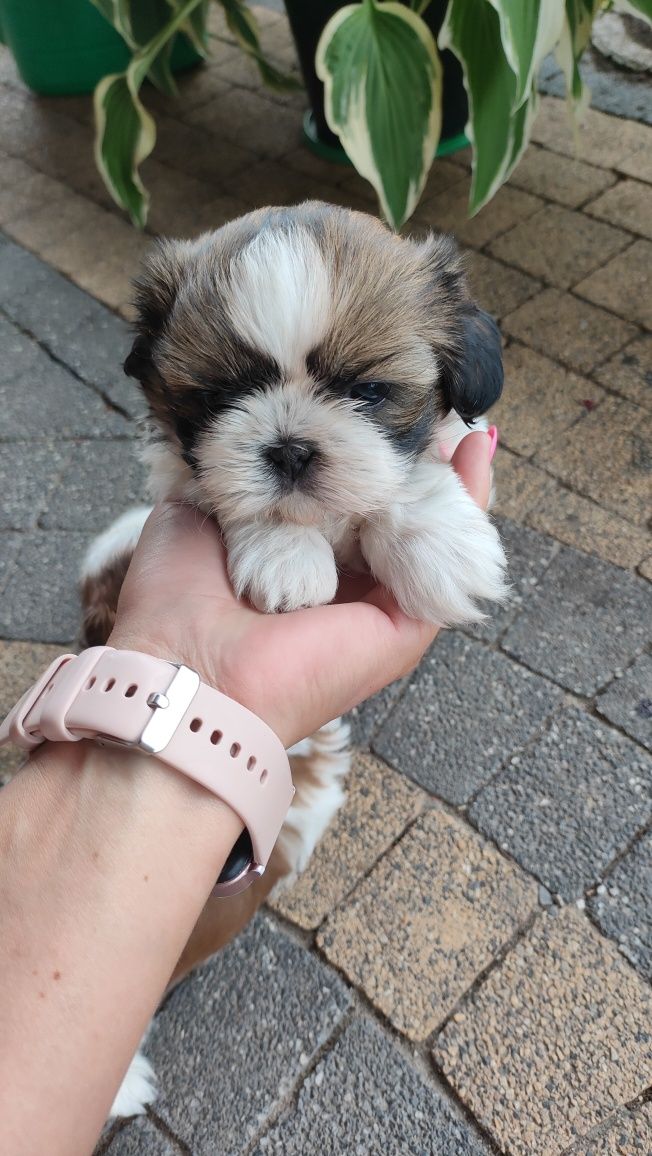 Shih tzu piesek szczenię