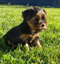 Suczka YorkShire Terrier