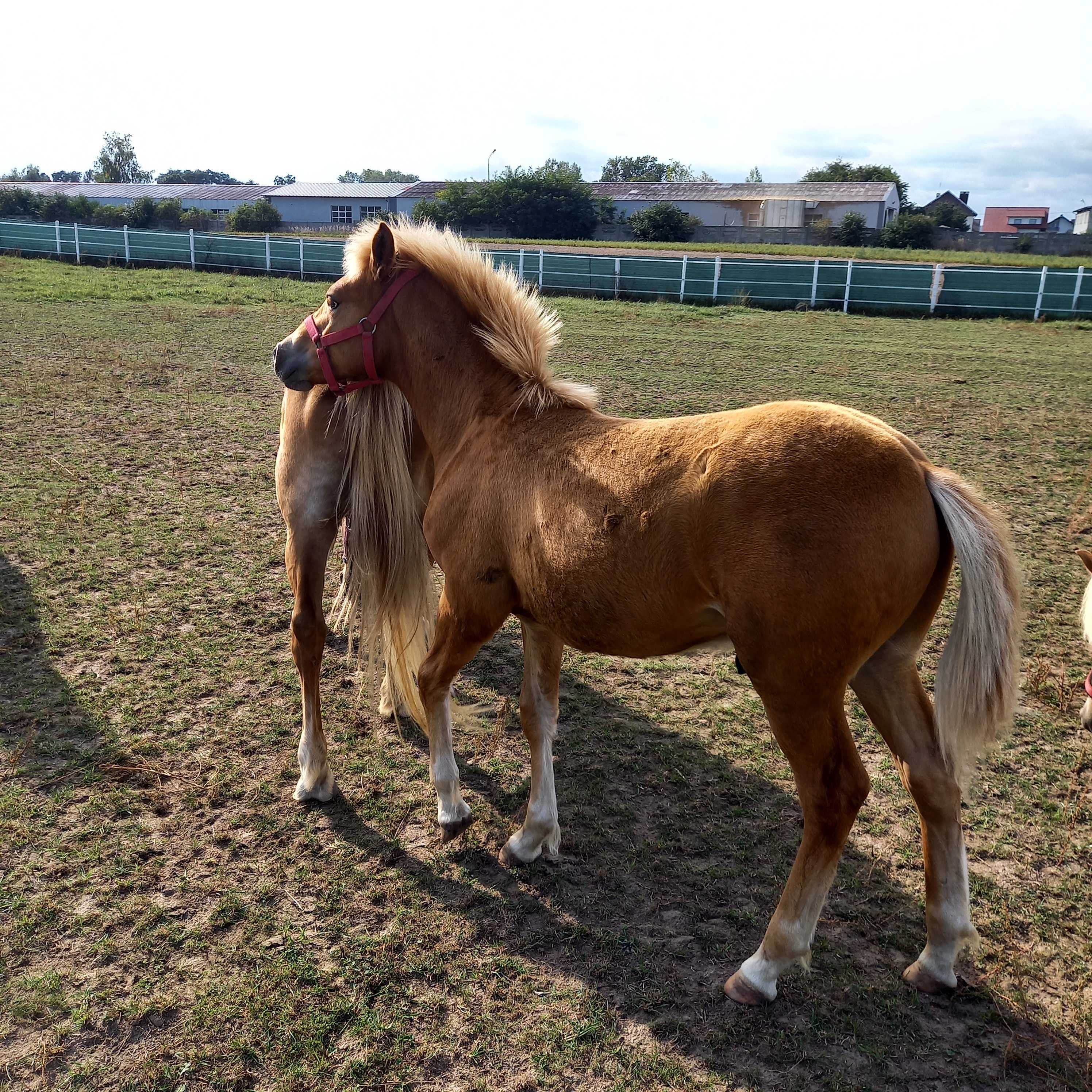 Ogier haflinger ogierek Bakster