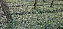 Bluszcz. Hedera helix. Zimozielone pnącze. Duże sadzonki w donicach 1l