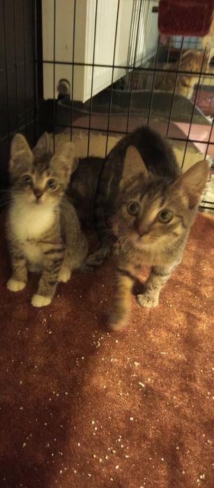 2miesieczna kotka szuka domu niewychodzącego