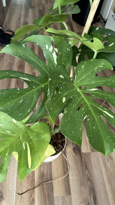 2x Monstera Thai Constellation  duże rośliny