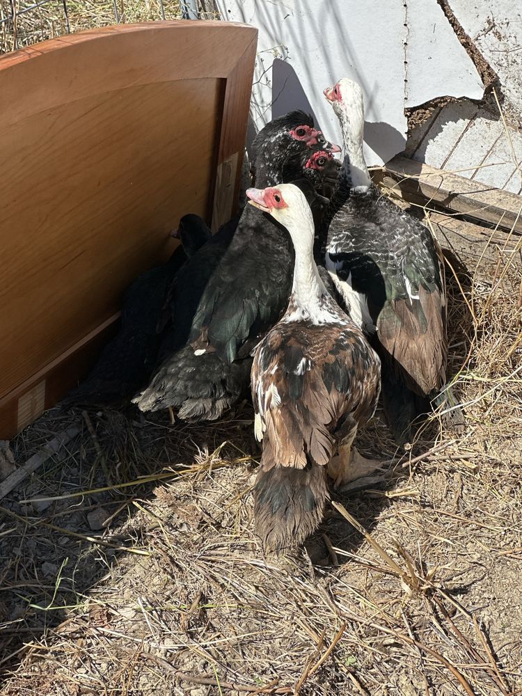 Patos mudos