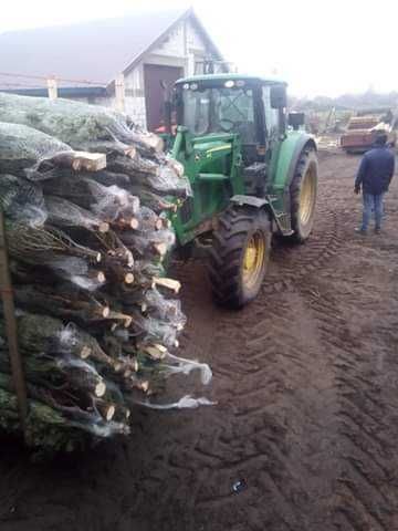 ***JODŁA KAUKASKA *** ŚWIERK*** jodła w doniczce