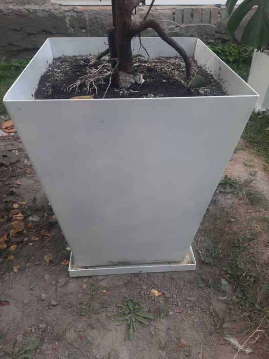 Продам Дерево фікус