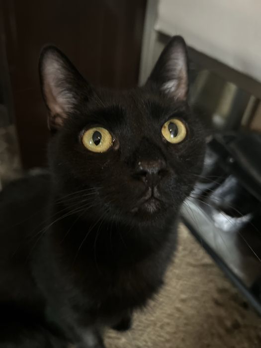 Kocurek do adopcji
