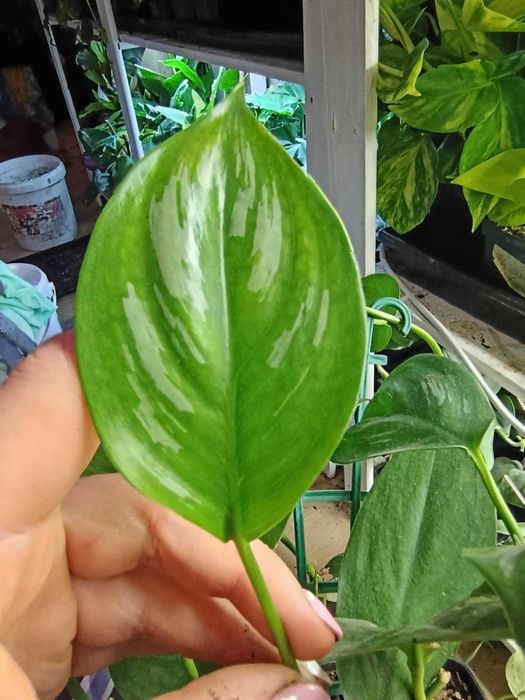 scindapsus officinalis=cięty