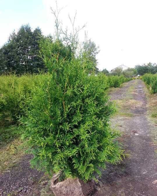 Tuja Brabant 130-150 cm na szybki żywopłot Kopane z gruntu