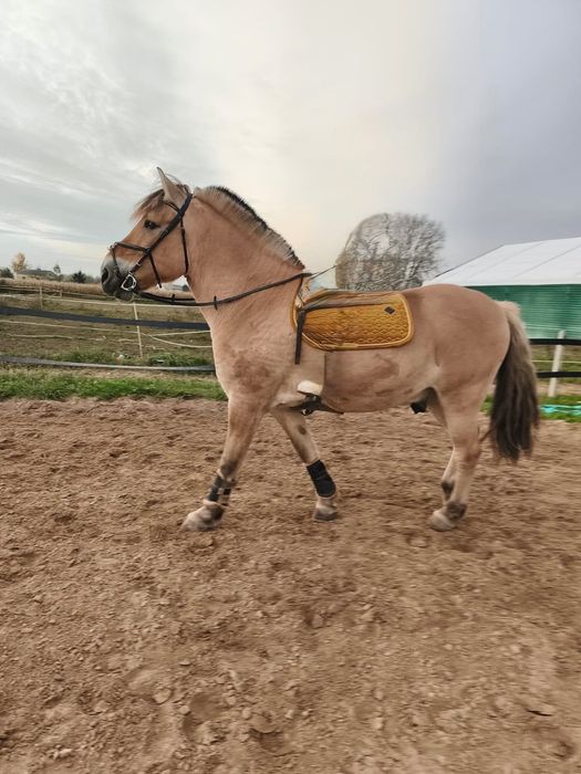 Sprzedam fiorda, wałach