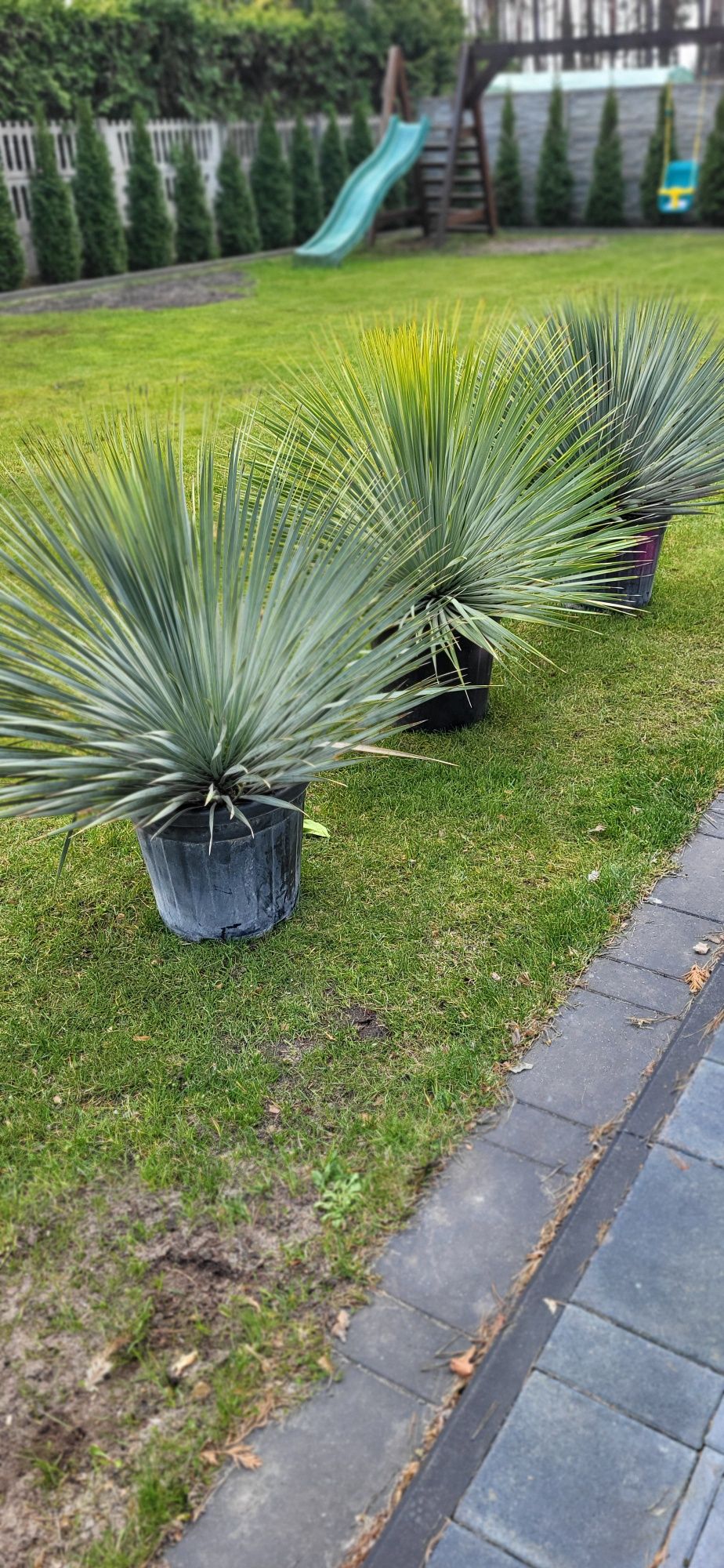 Juka - Yucca Rostrata mrozoodporna