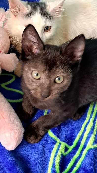 Красиві малюкі до 3х міс ручні