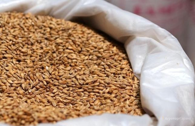 Зерно пшениці 6 мішків