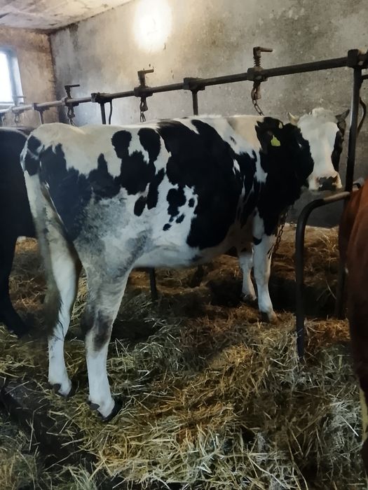 Sprzedam jałówki wysokocielne