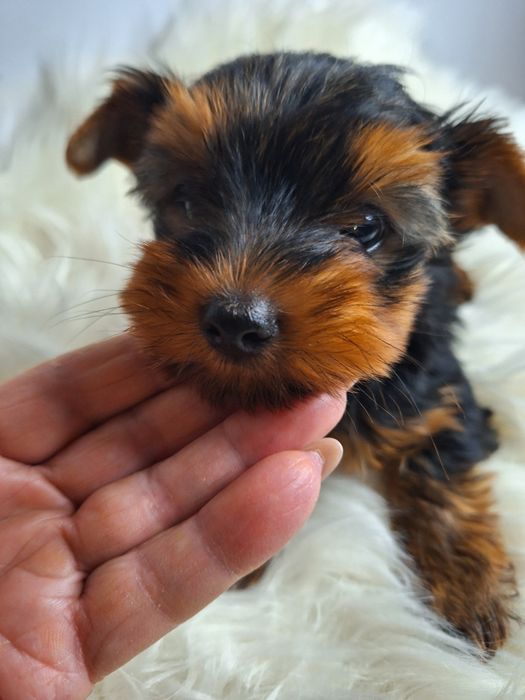 York żywe sreberko piesio