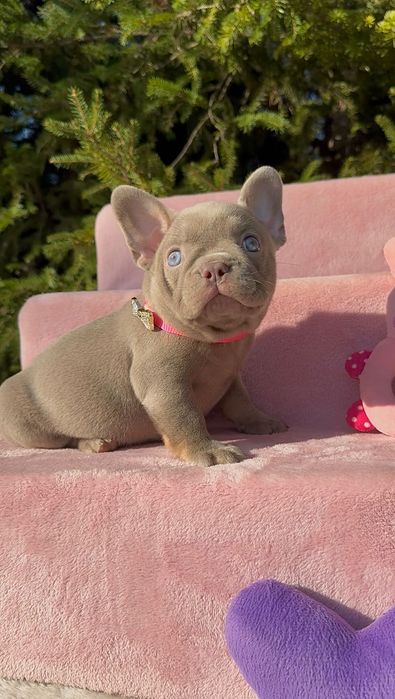 Buldog Francuski dziewczynka New shade Isabella