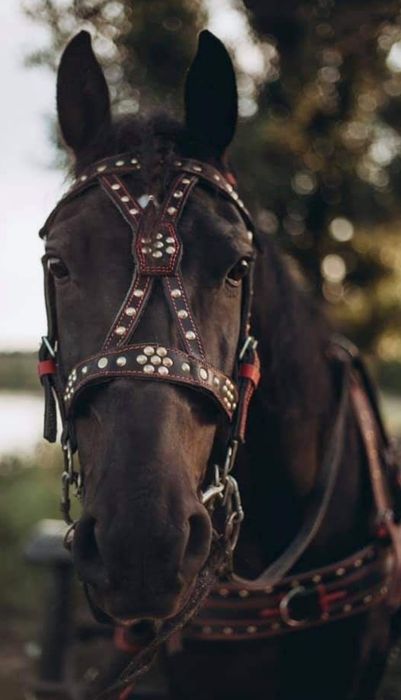 Упряж на коня! Вуздечка Шлея Наритник Віжки Посторонки Кантарка