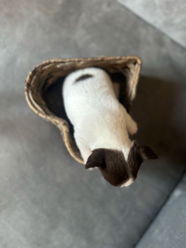 Chihuahua chlopczyk do odbioru