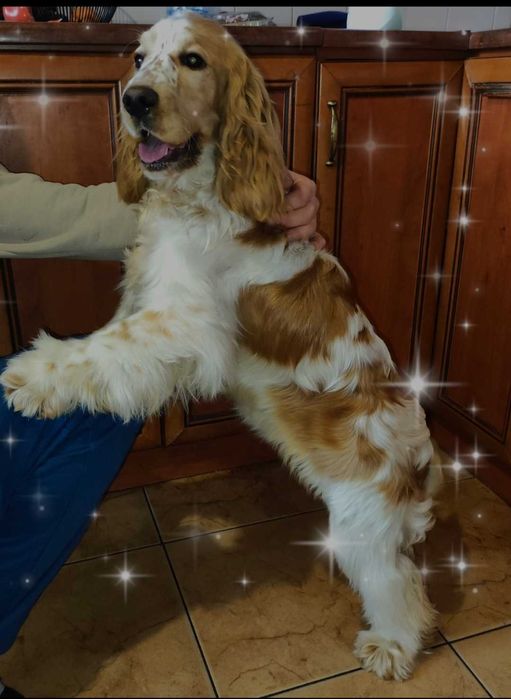 Cocker spaniel angielski