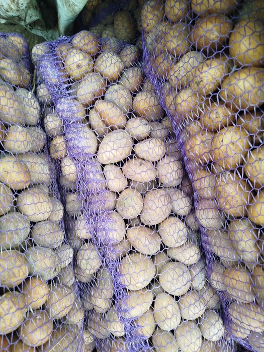 Продам картоплю насіневу